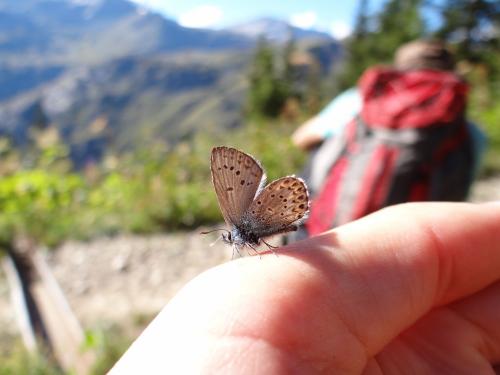 Plebejus sp.